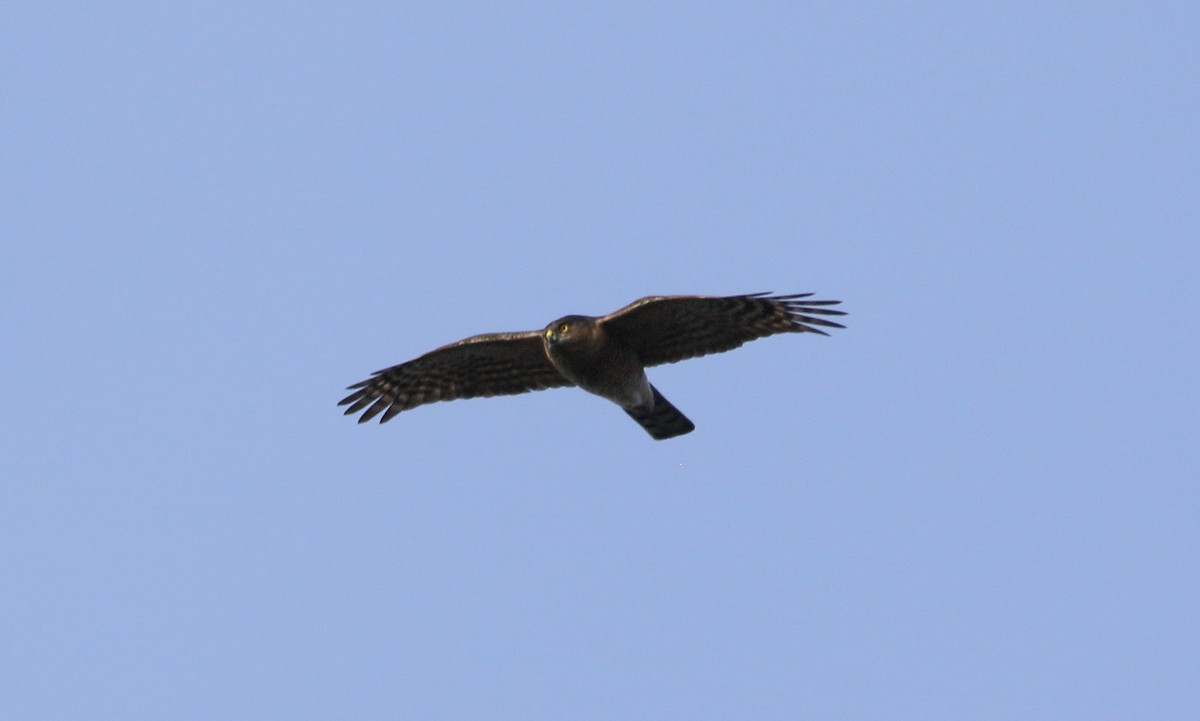 Northern Harrier - ML645942339