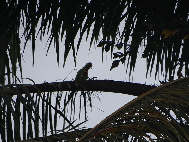 halsbåndparakitt - ML645942340