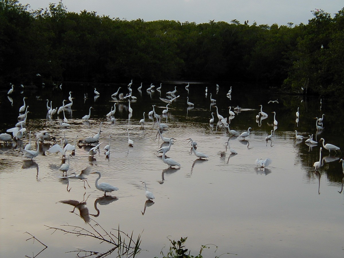 volavka bílá - ML645942341