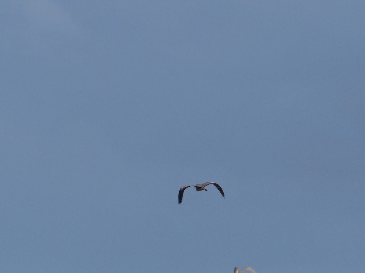 Gray Heron - ML645942345