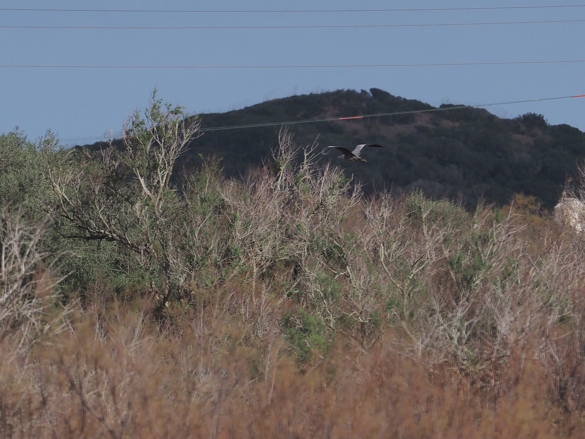 Gray Heron - ML645942346