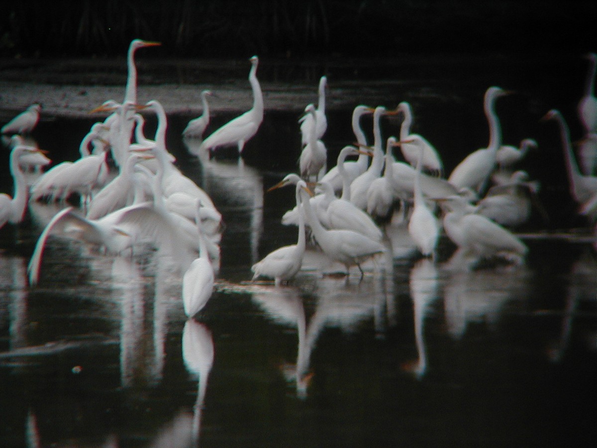 volavka bílá - ML645942347