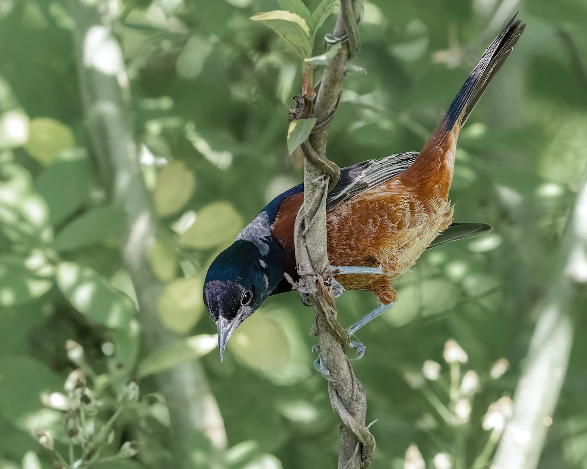 Orchard Oriole - ML645942350