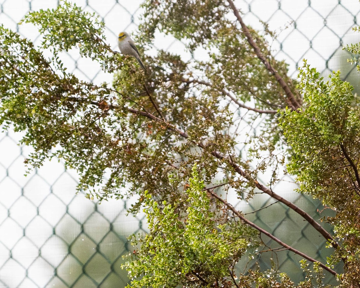 Verdin - ML645942351