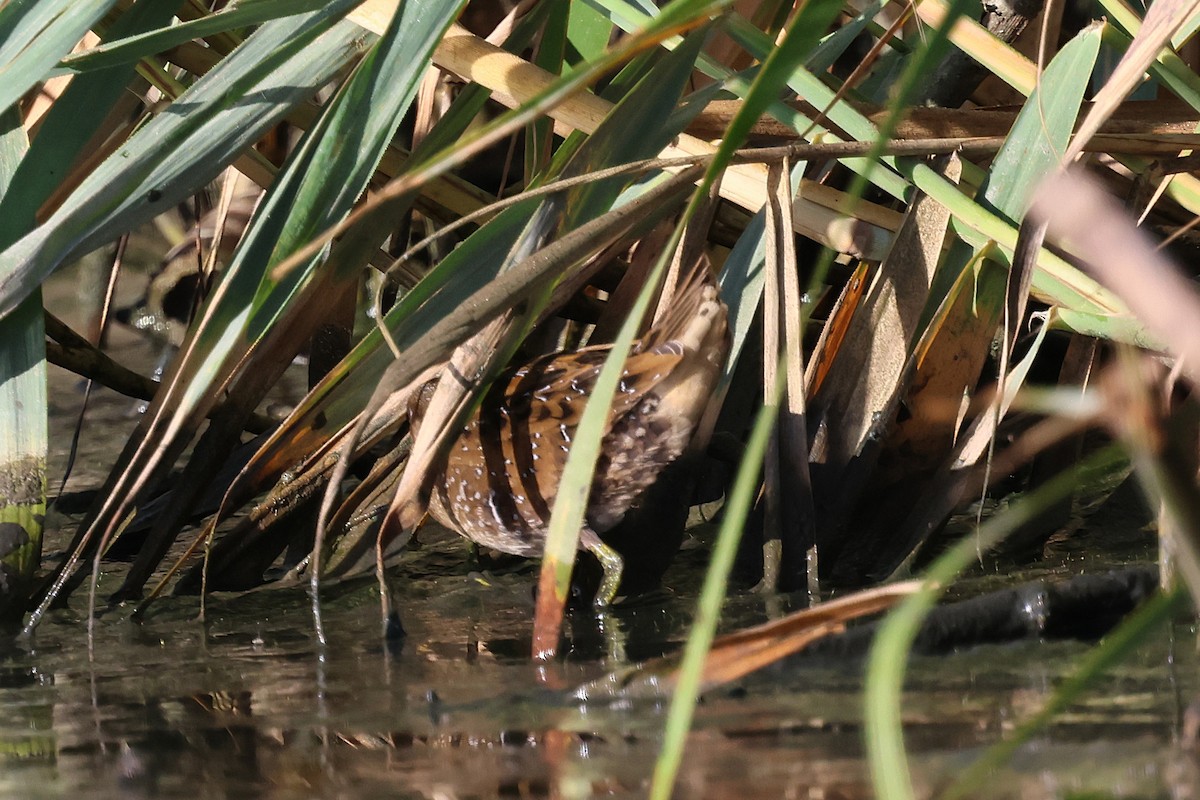 Spotted Crake - ML645942352