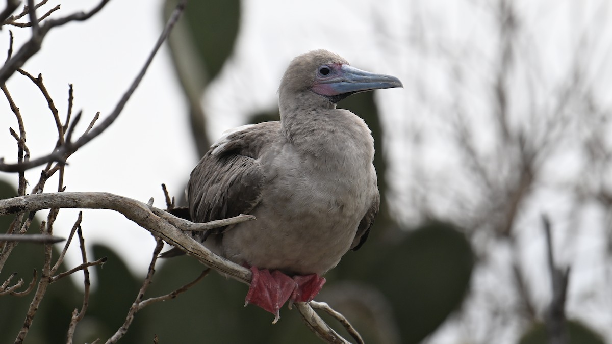 Сула червононога - ML645942355