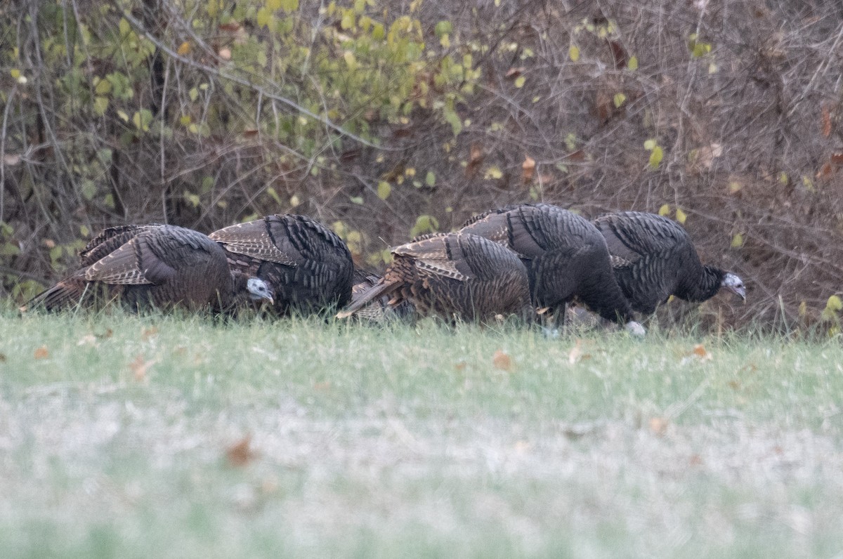 Wild Turkey - ML645942358