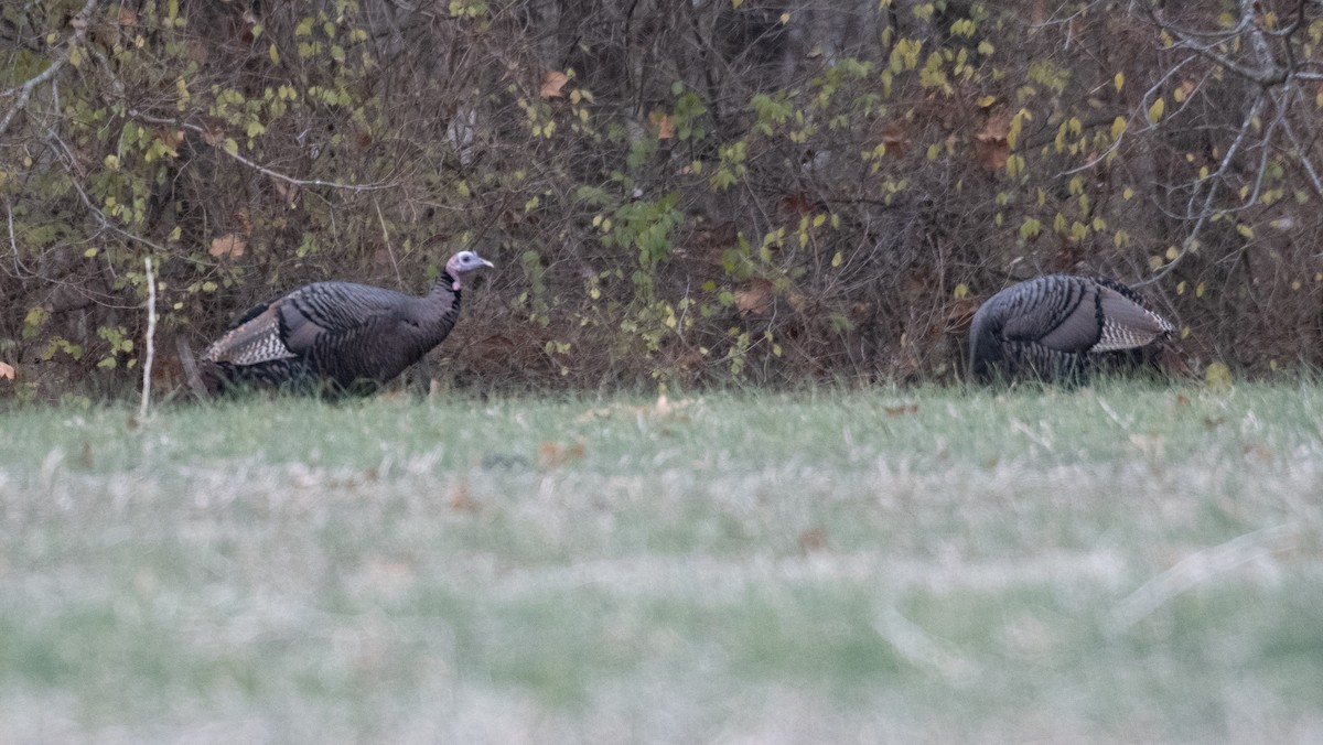 Wild Turkey - ML645942359
