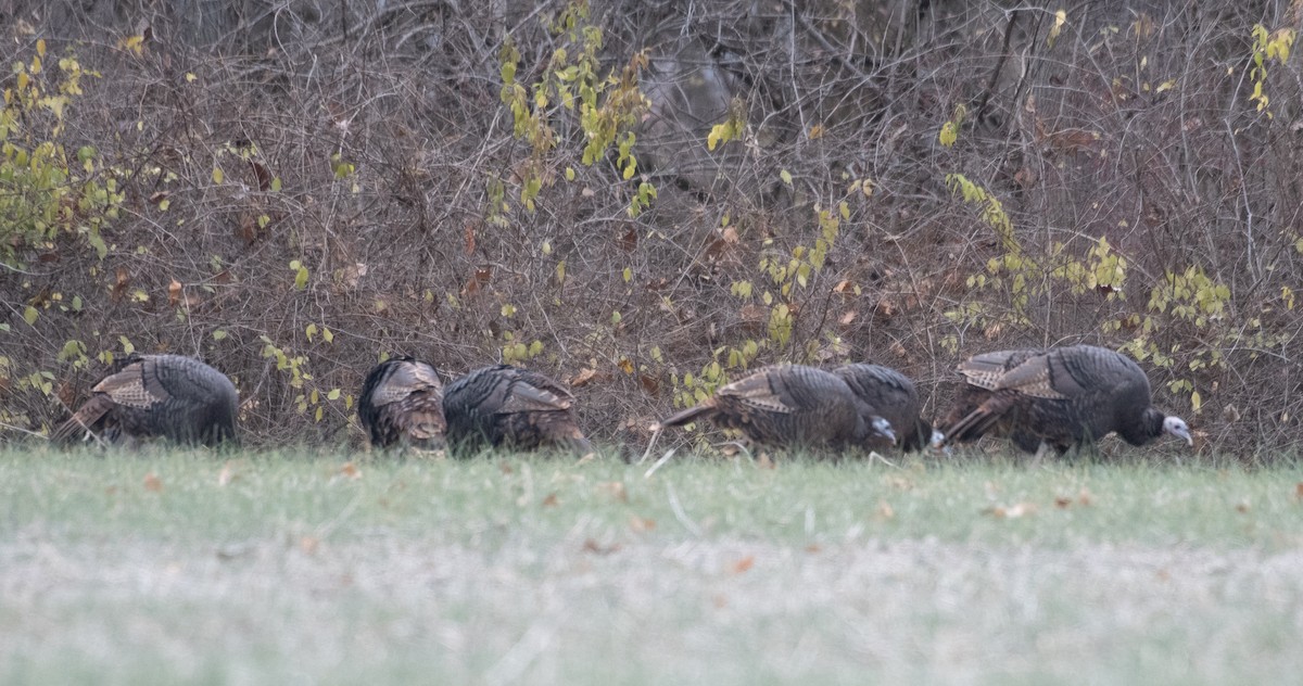 Wild Turkey - ML645942360