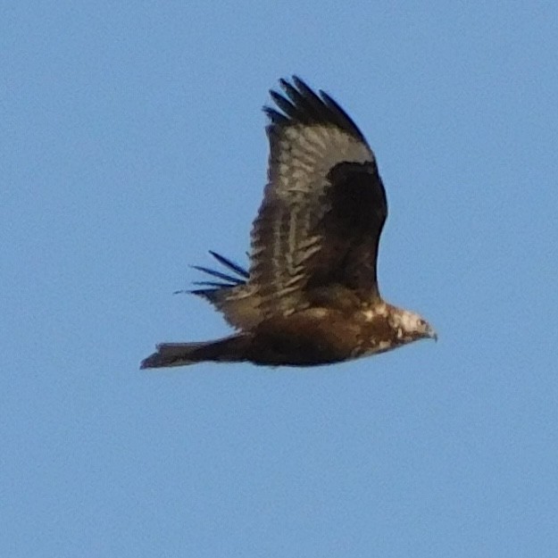 Мохноногий курганник - ML645942365