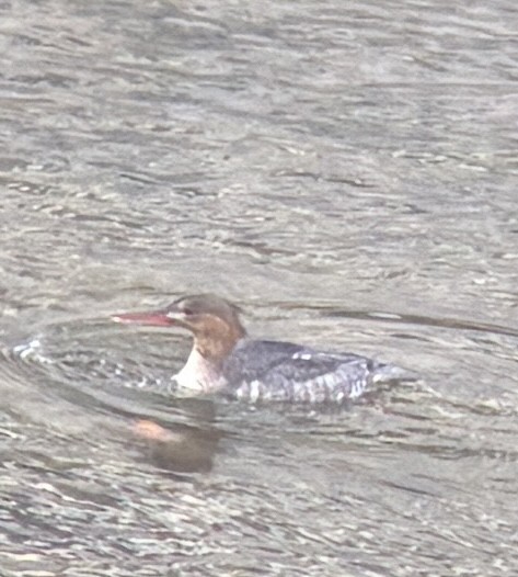 Red-breasted Merganser - ML645942368