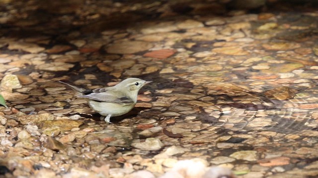 Willow Warbler - ML645942369