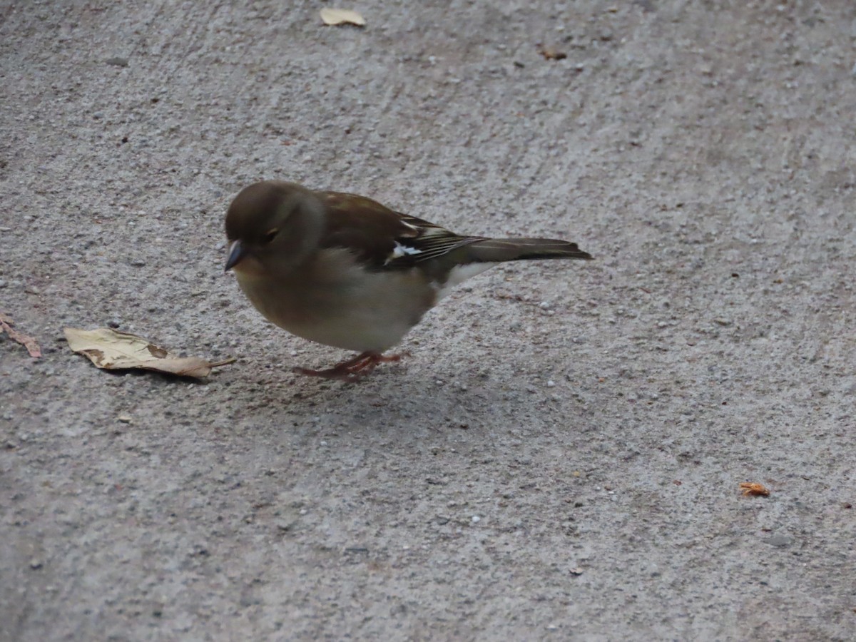 Buchfink - ML645942371