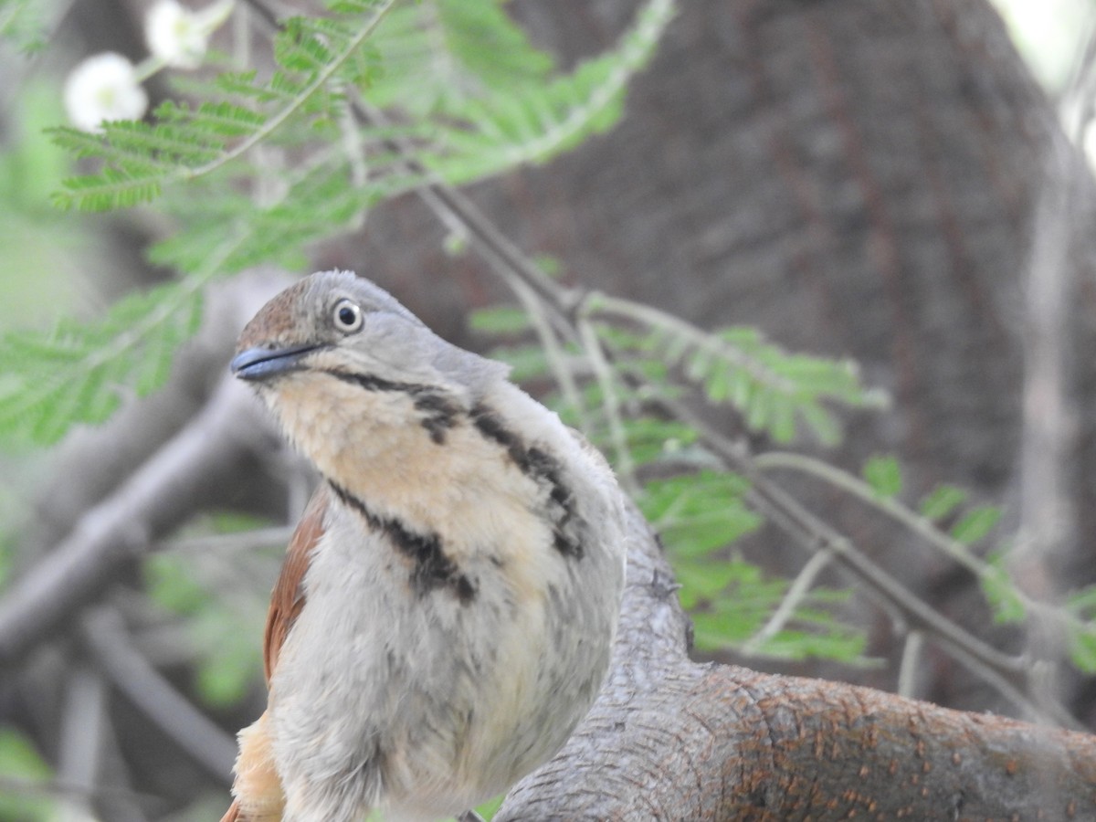 Collared Palm-Thrush - ML645942372