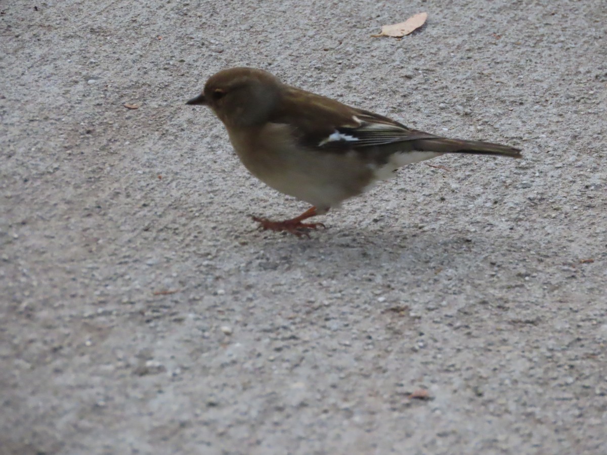 Buchfink - ML645942373