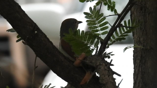 Collared Palm-Thrush - ML645942376