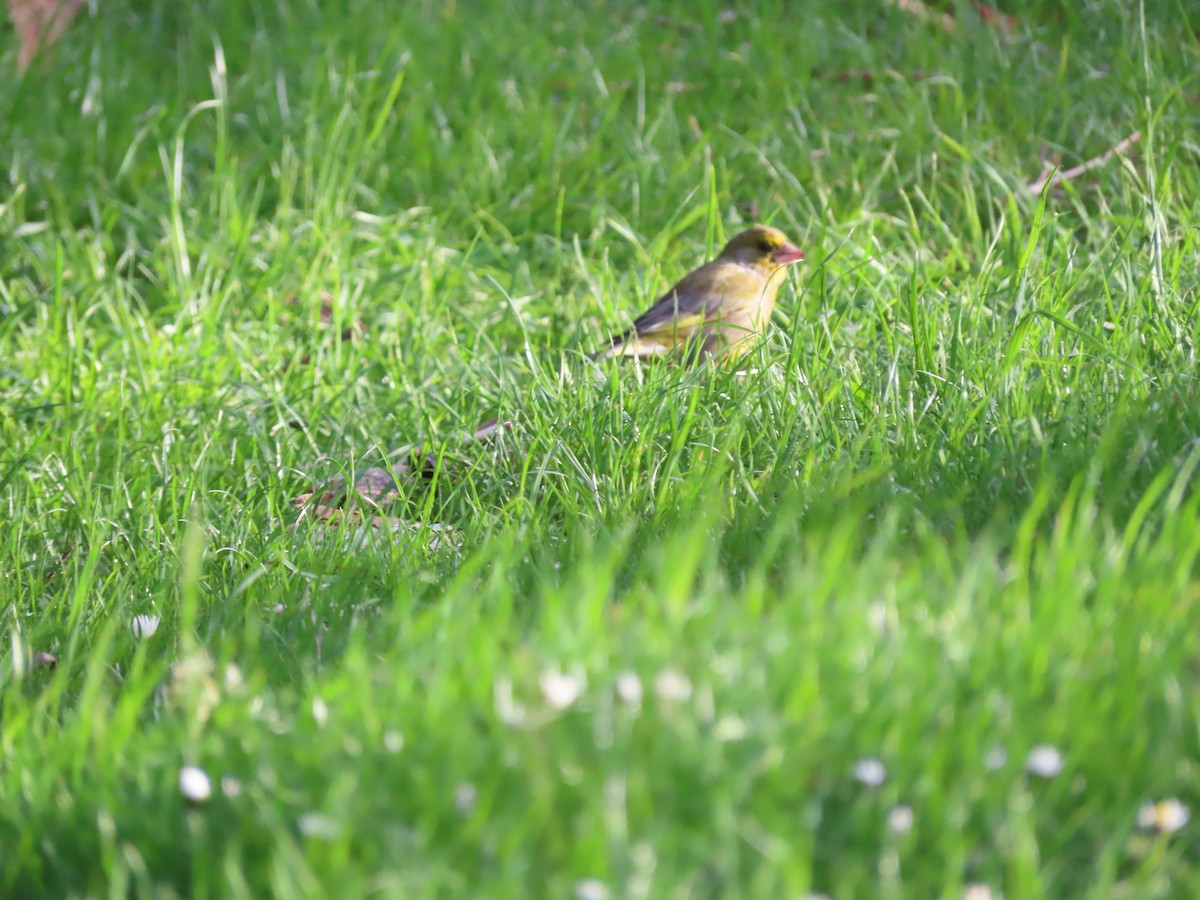 Grünfink - ML645942377