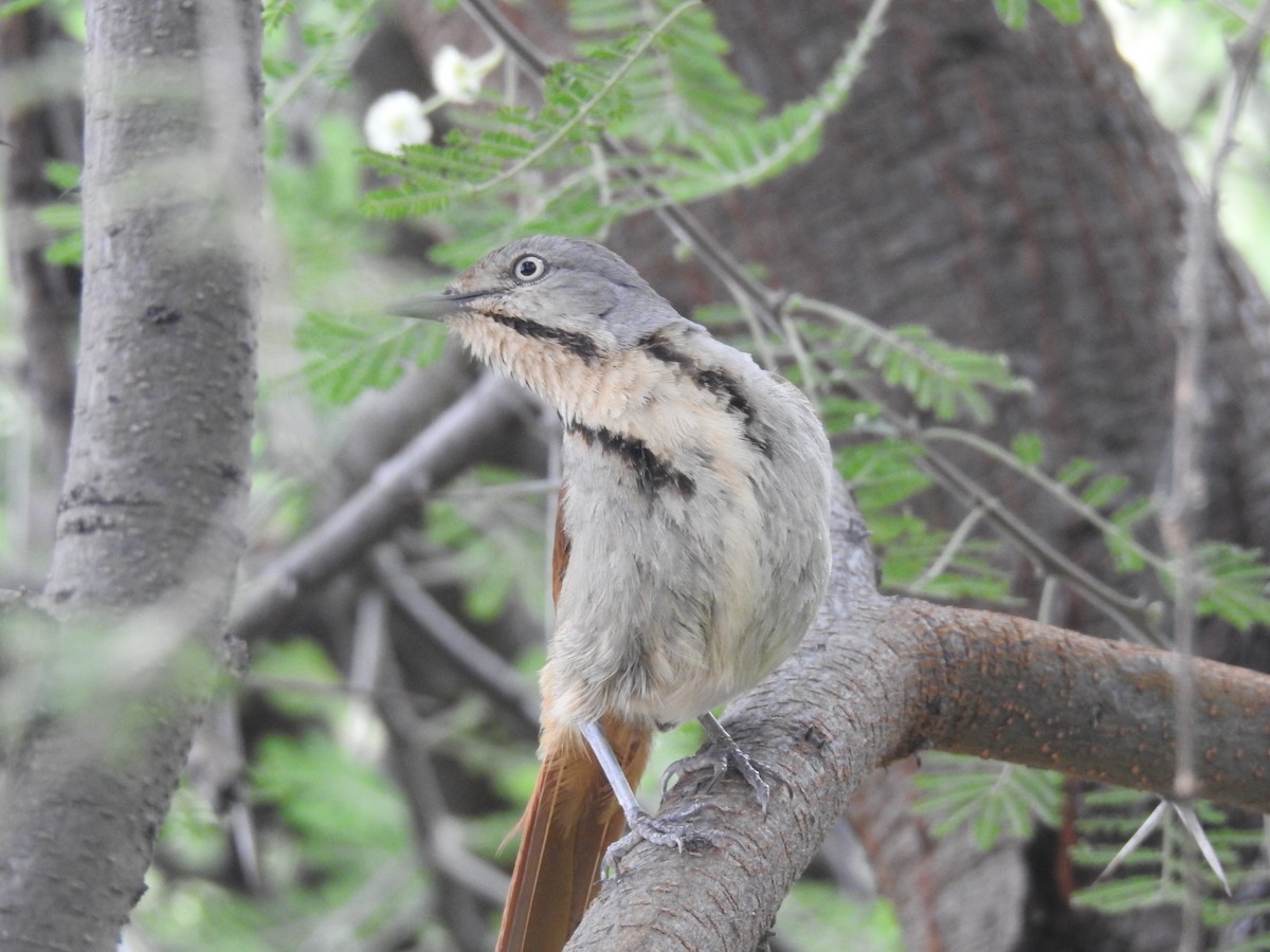 Collared Palm-Thrush - ML645942378