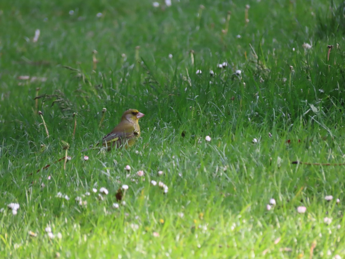 Grünfink - ML645942380