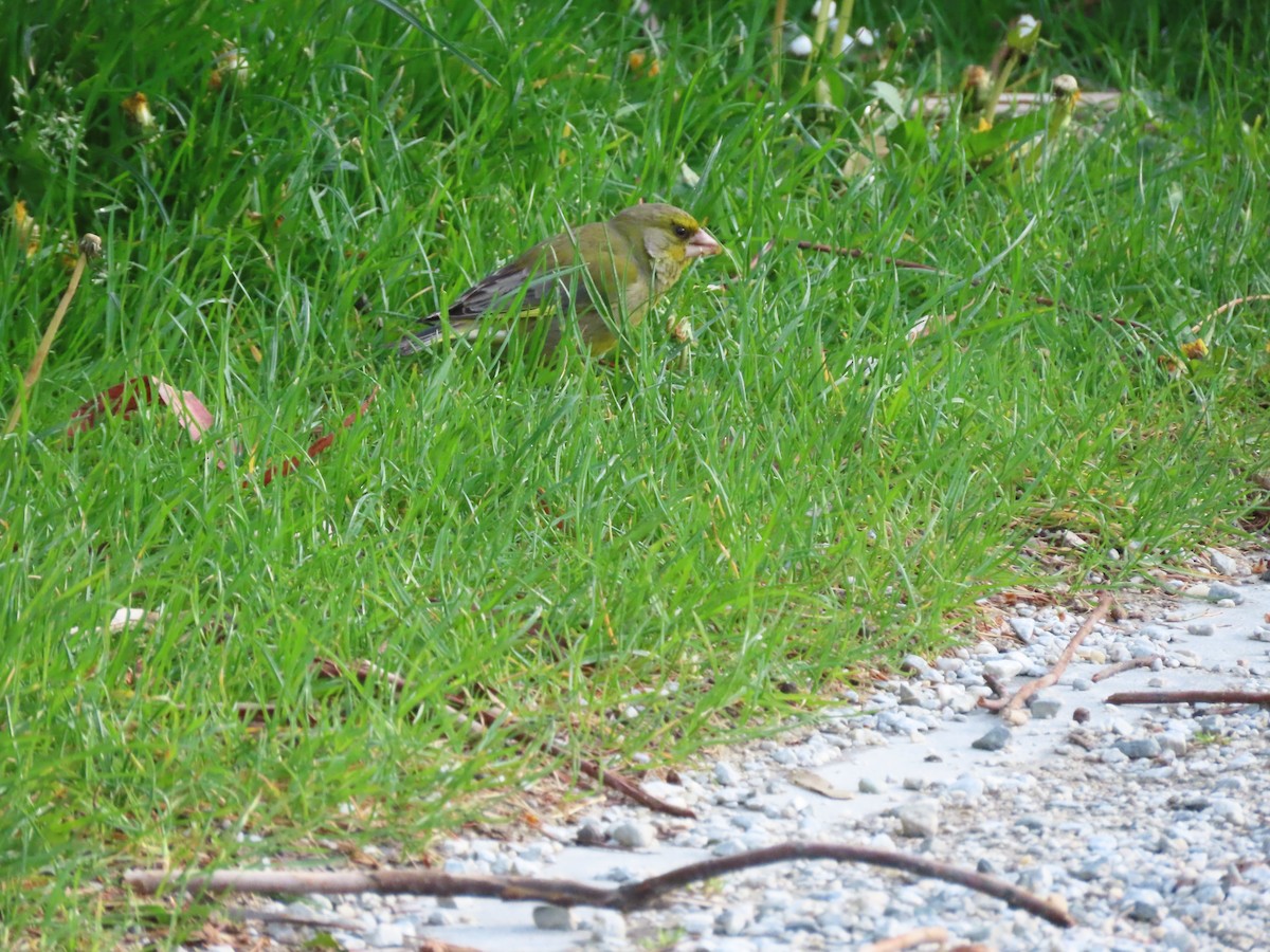 Grünfink - ML645942383