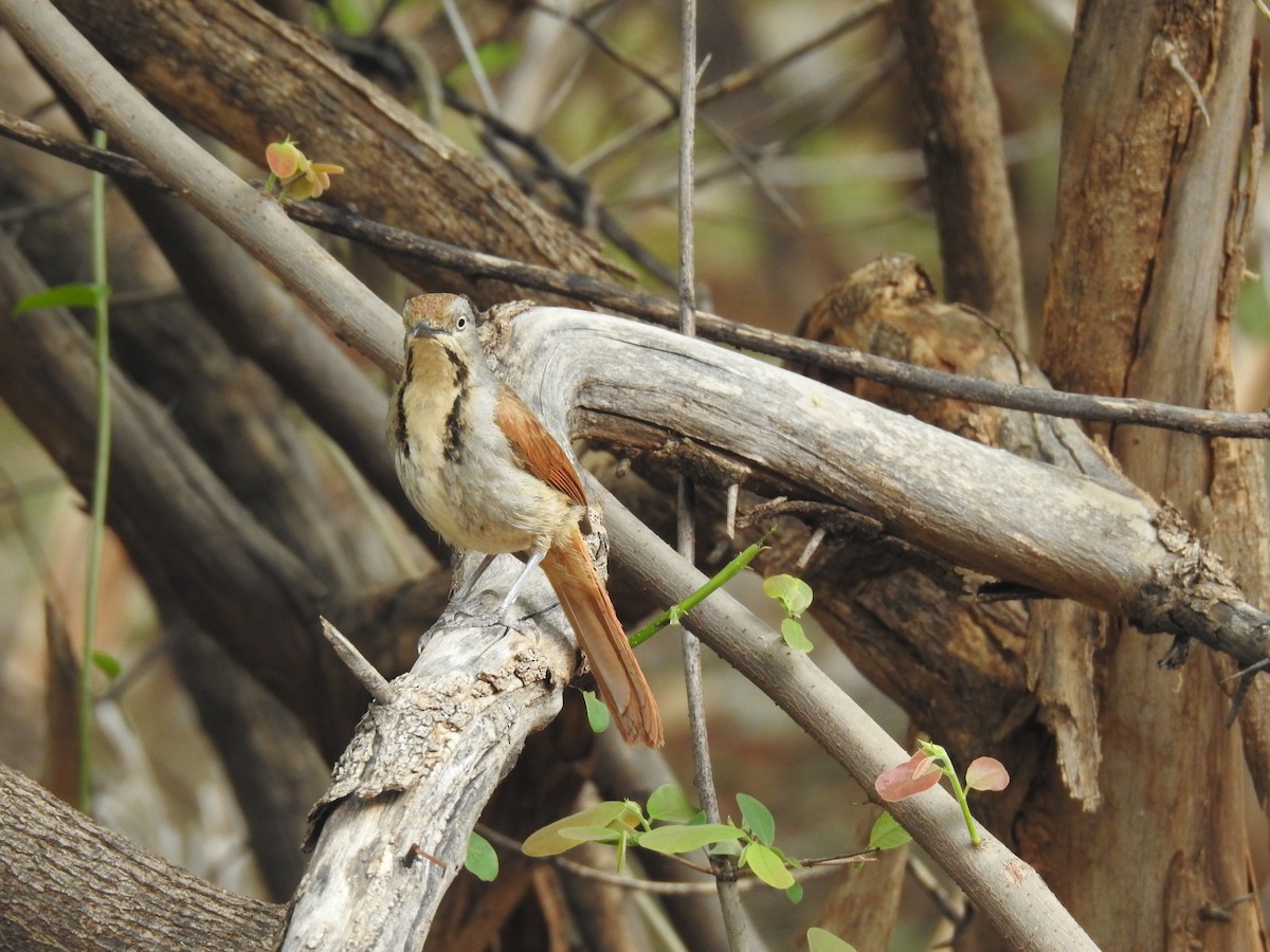 Collared Palm-Thrush - ML645942385