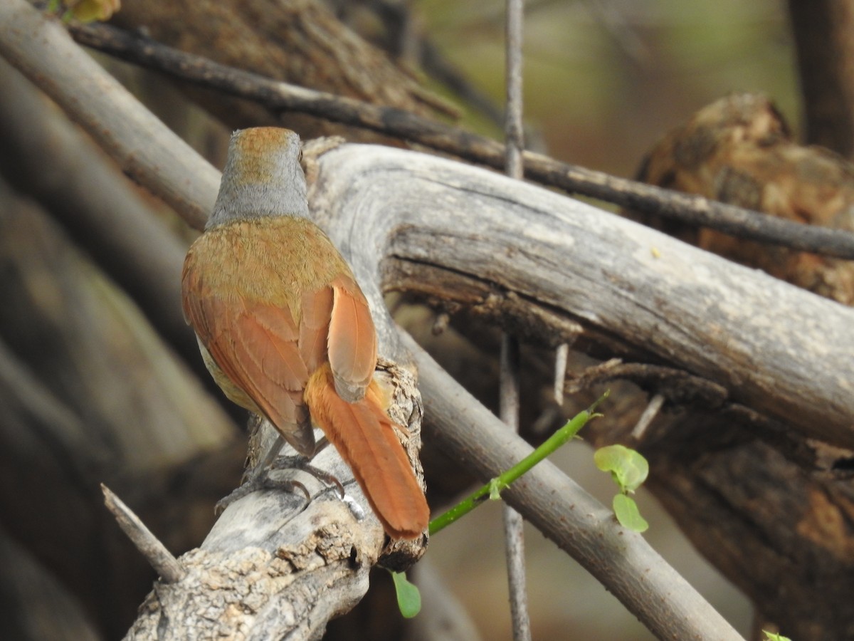 Collared Palm-Thrush - ML645942387