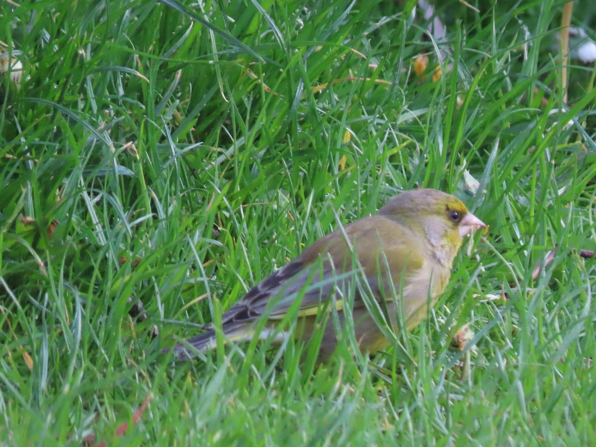 Grünfink - ML645942388