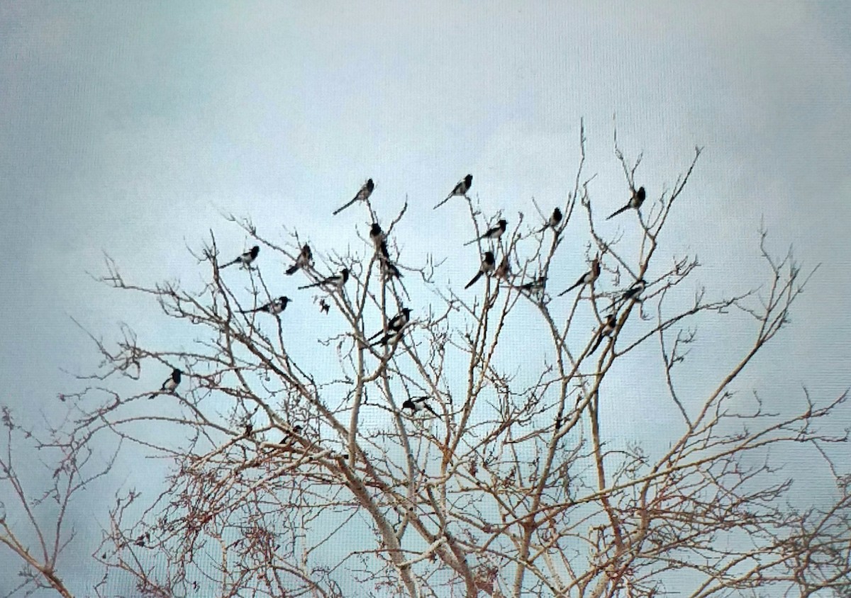 Eurasian Magpie - ML645942389