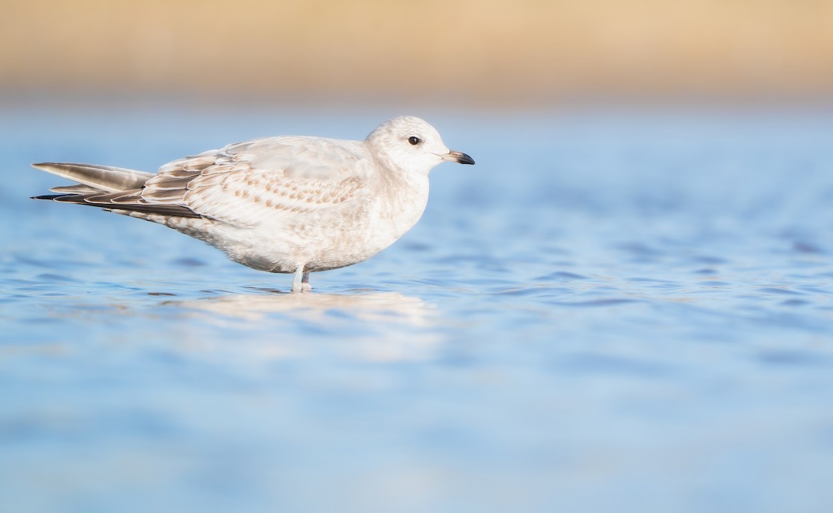 Short-billed Gull - ML645942395