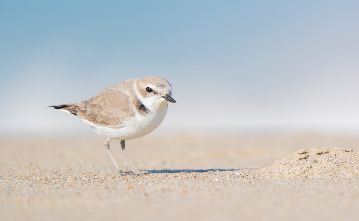 Snowy Plover - ML645942404