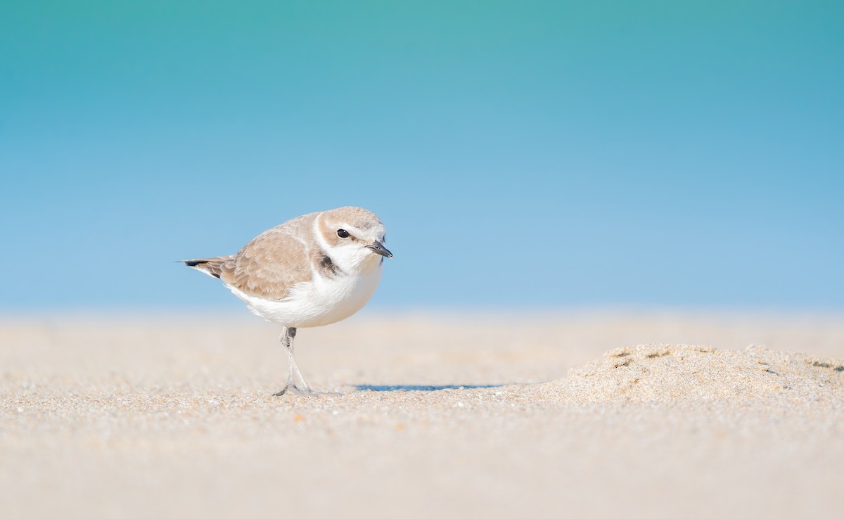Snowy Plover - ML645942410
