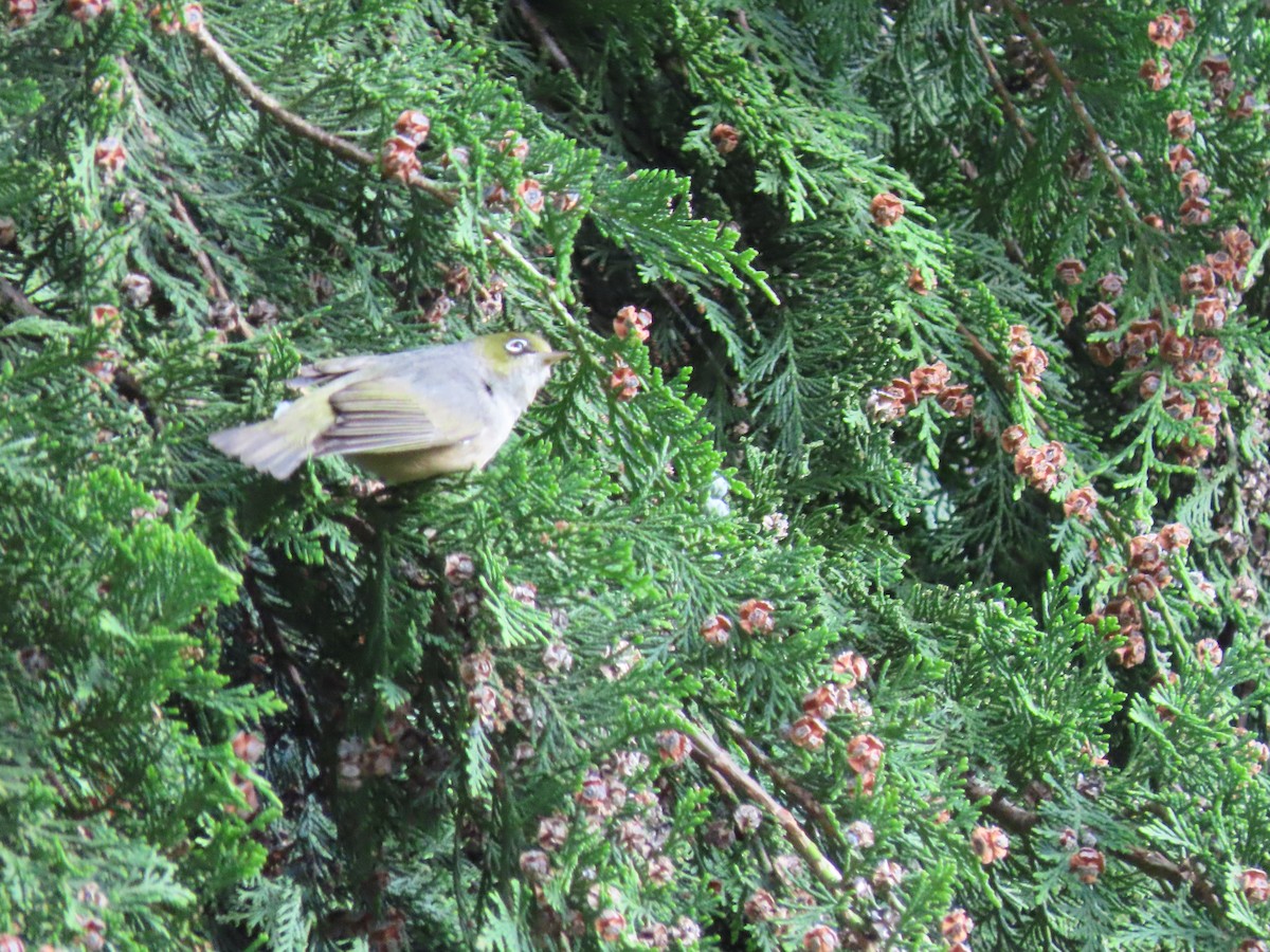 Graumantel-Brillenvogel - ML645942411