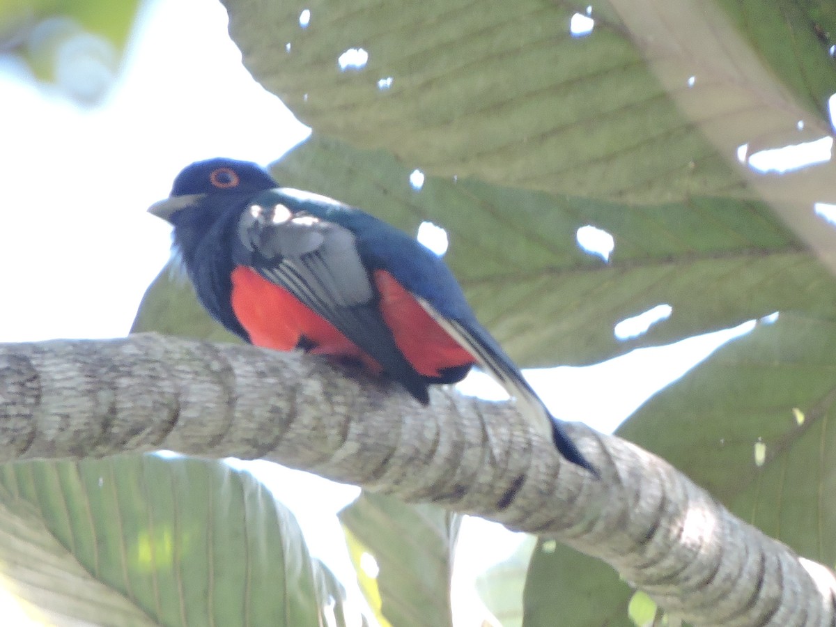 Surucua Trogon - ML645942412