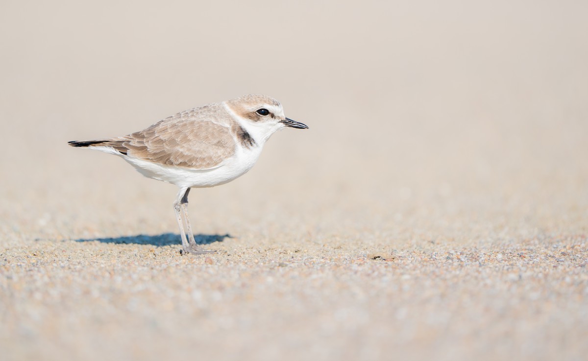 Snowy Plover - ML645942416