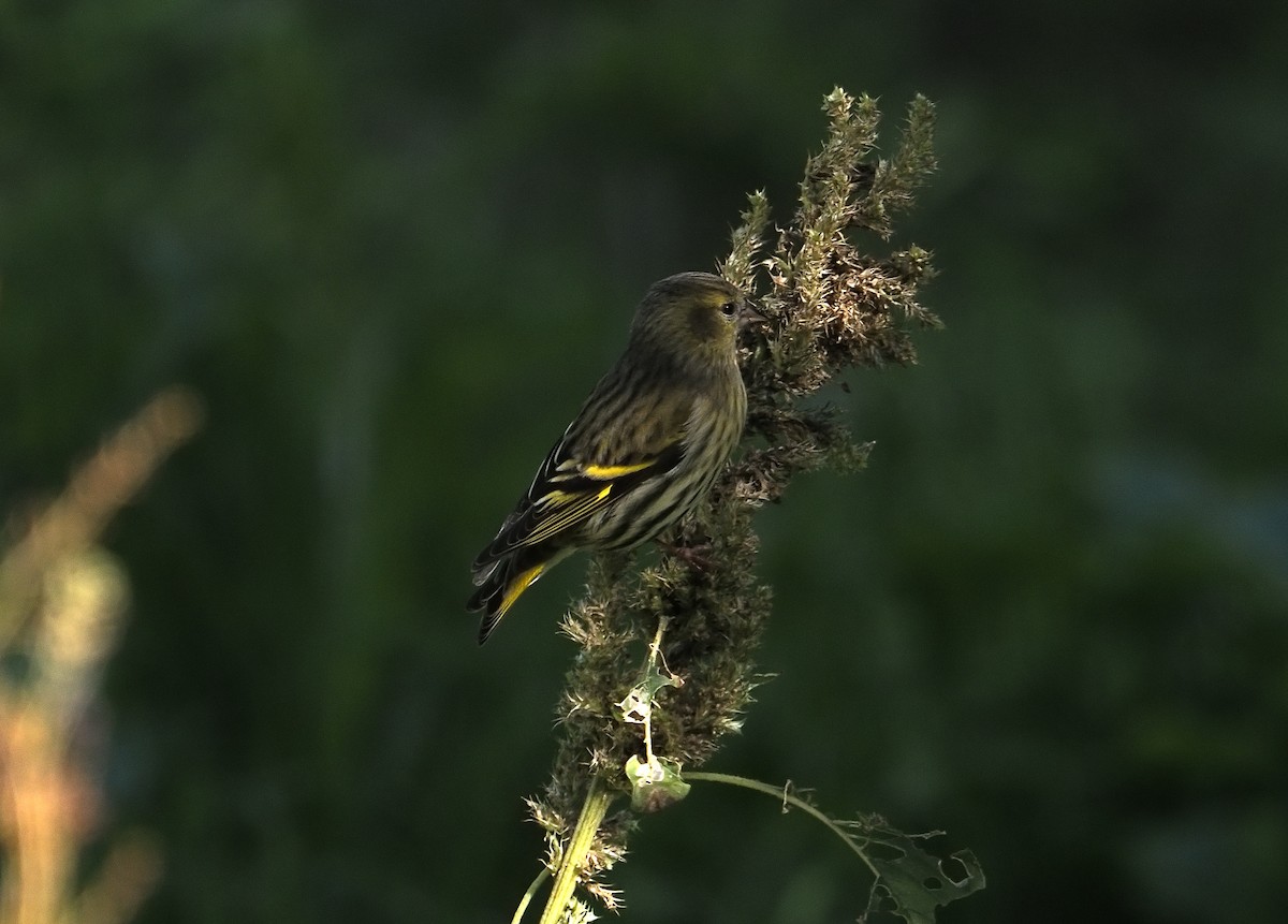 Eurasian Siskin - ML645942417