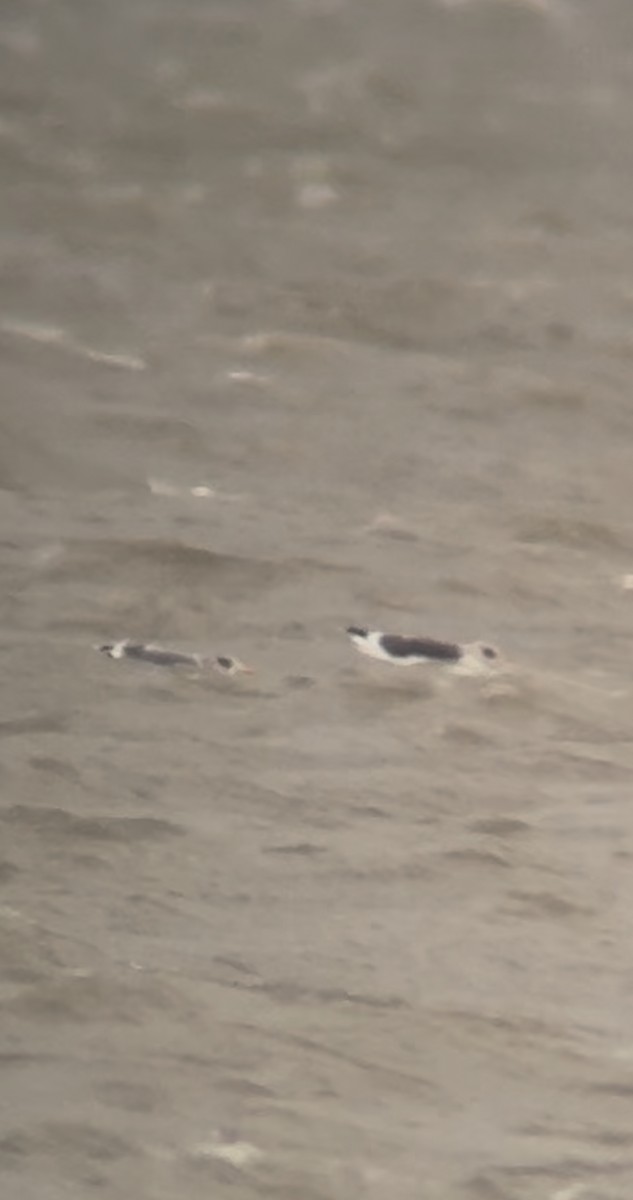 чайка sp. - ML645942418