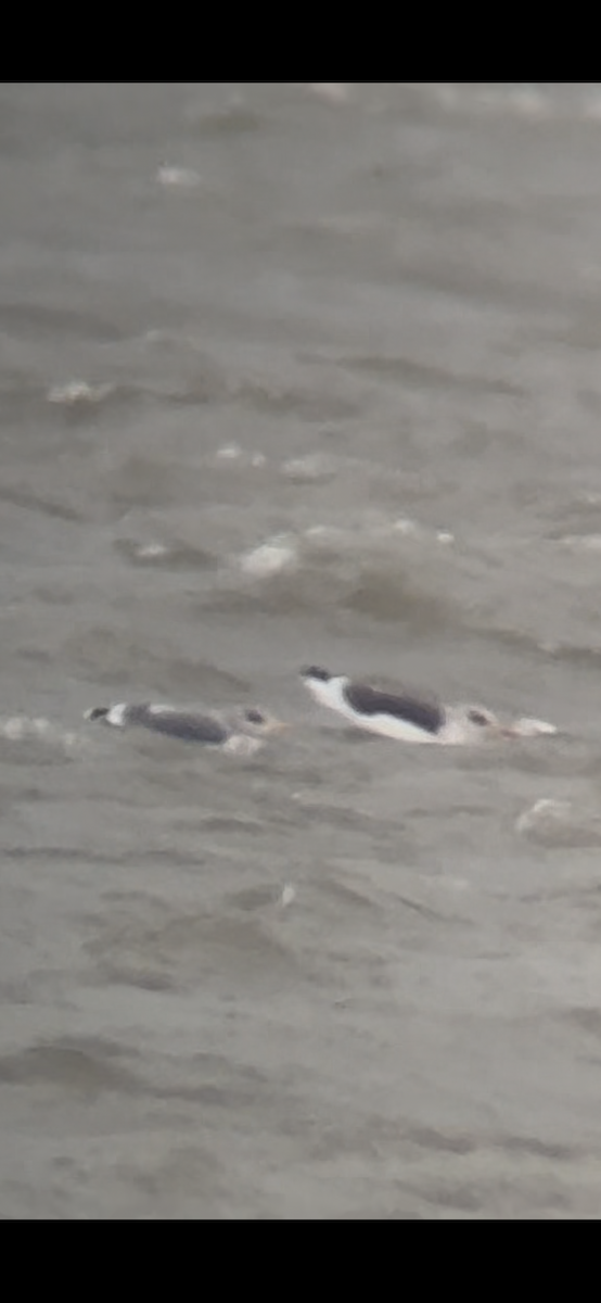 чайка sp. - ML645942419