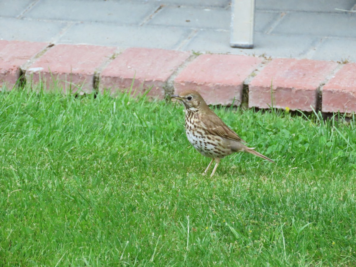 Singdrossel - ML645942421