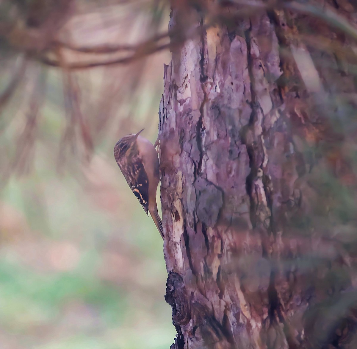 Brown Creeper - ML645942424