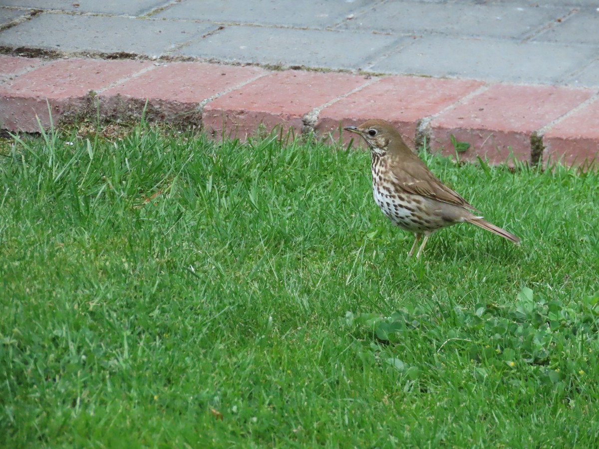 Singdrossel - ML645942427