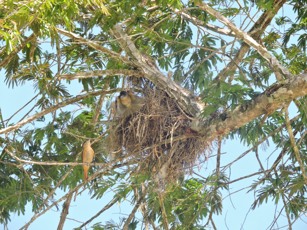 Crested Becard - ML645942428