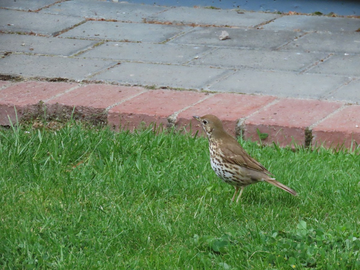 Singdrossel - ML645942429