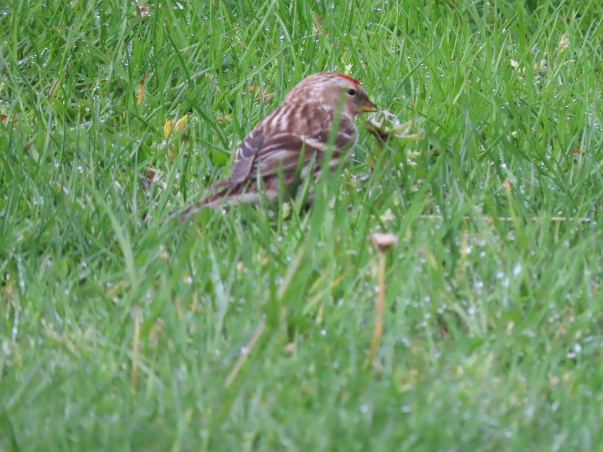 Birkenzeisig - ML645942442