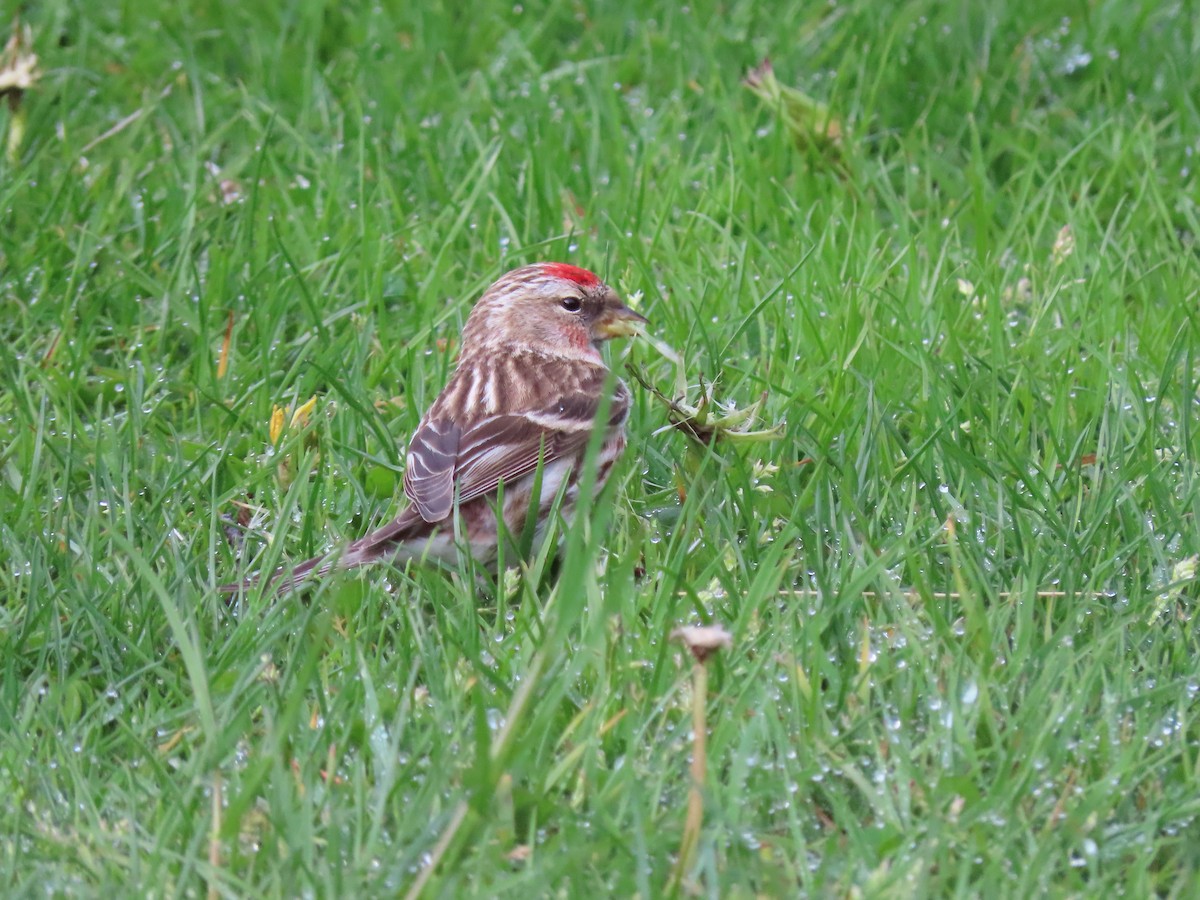 Birkenzeisig - ML645942449