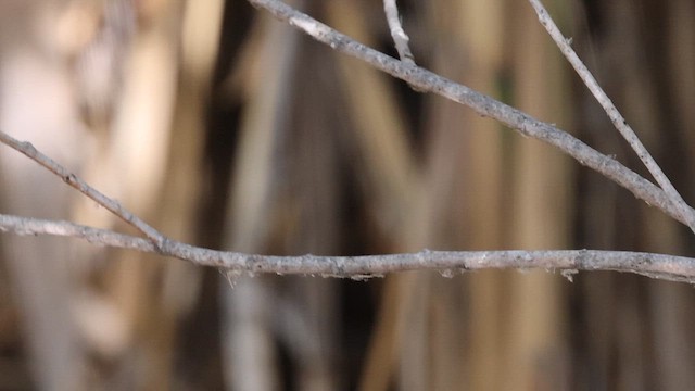 Common Kingfisher - ML645942456