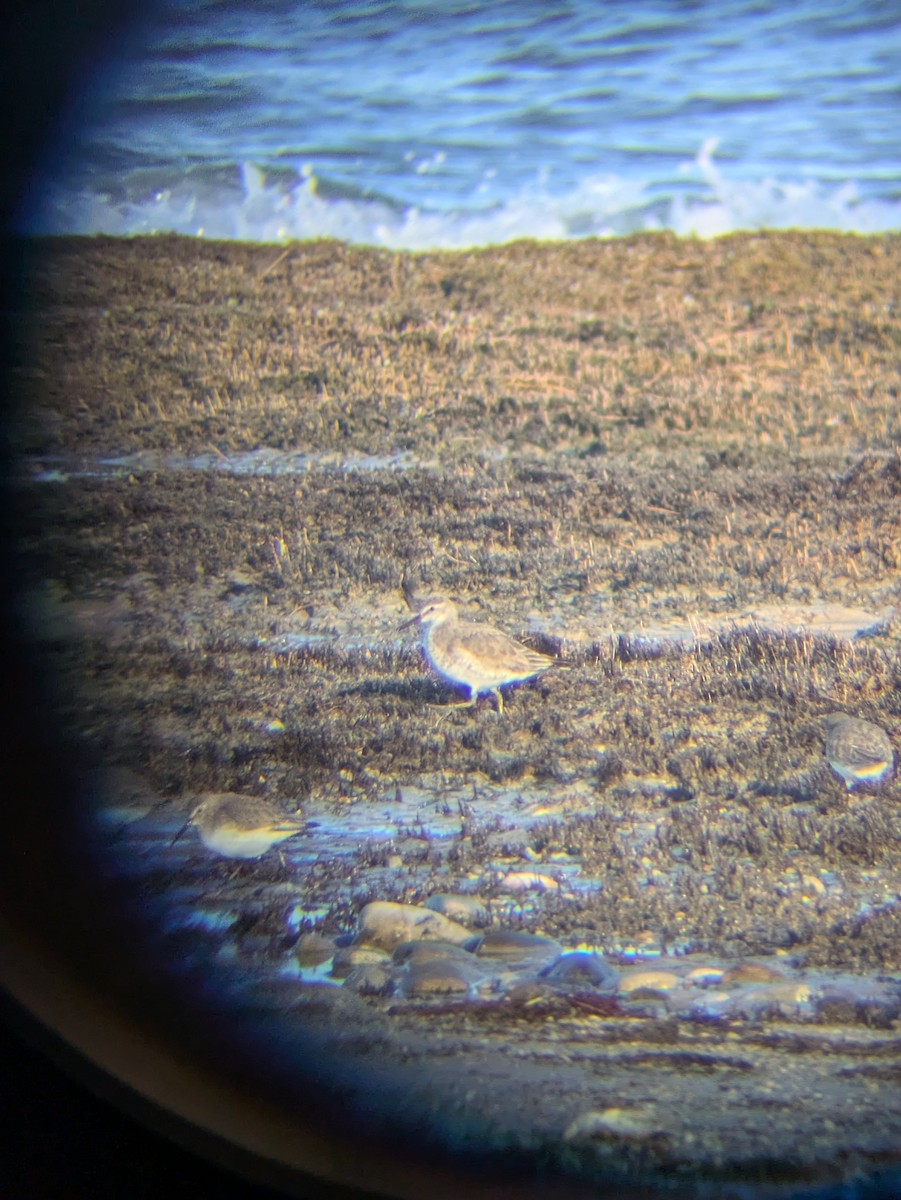 חופית להקנית - ML645942458