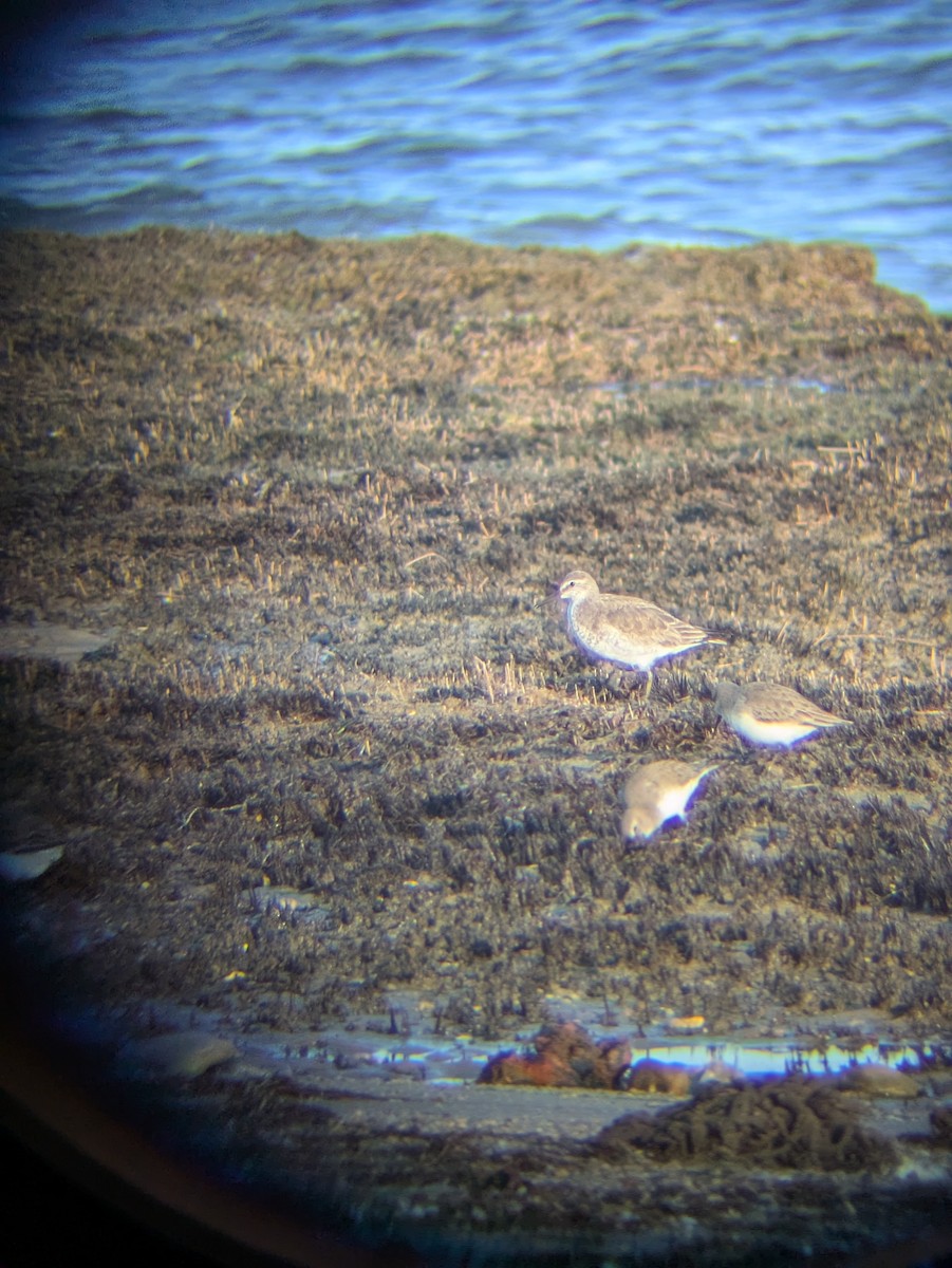 חופית להקנית - ML645942459