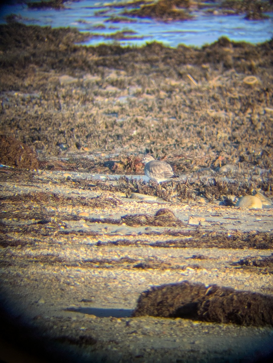 חופית להקנית - ML645942460