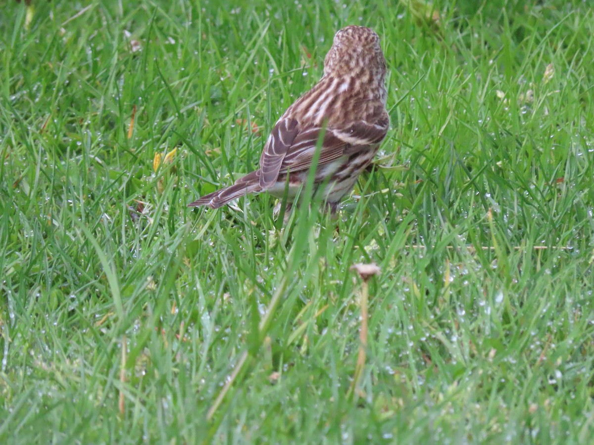 Birkenzeisig - ML645942461