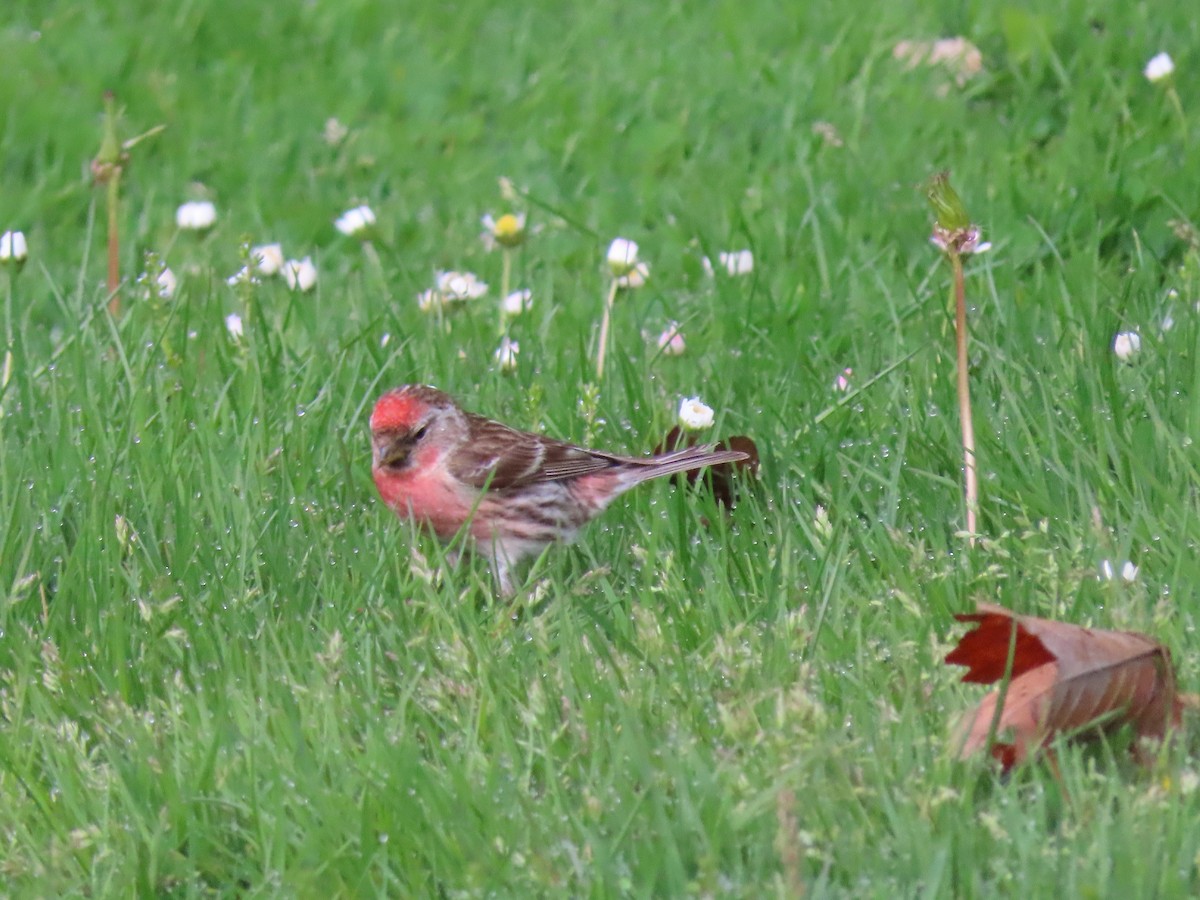 Birkenzeisig - ML645942464